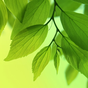 Leaf Live Wallpaper icon