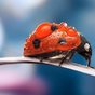 Icône de Coccinelle Fond d'Écran Animé