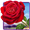 Rosa. Toque mágico flores 