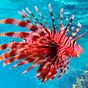 Sea Life Live Wallpaper APK Simgesi