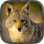 APK-иконка Coyote Hunting Calls