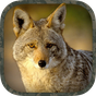 APK-иконка Coyote Hunting Calls