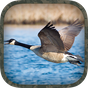 APK-иконка Goose Hunting Calls