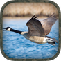 Goose Hunting Calls APK Icon