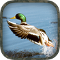Εικονίδιο του Duck Hunting Calls apk