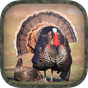 Turkey Hunting Calls APK