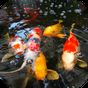 Иконка Koi Fish 3D