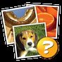 4 Pics 1 Word: More Words APK