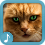 Meowing Cat Sounds apk icon