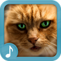 Katzen Miauen - Klingeltöne APK Icon