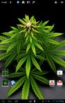 My Ganja Plant Live Wallpaper capture d'écran apk 1