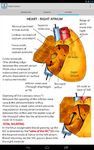 Anatomy Lectures - the heart ekran görüntüsü APK 1