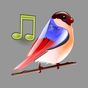 Birds Sounds Relax and Sleep apk icon