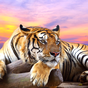 Иконка Тигр Живые Обои