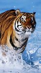 Screenshot 1 di Tigre Sfondo Animato apk