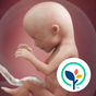 Biểu tượng Pregnancy App & Baby Tracker