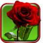 APK-иконка Розы Живые Обои