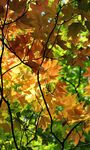 Autumn Wallpaper image 15