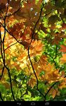 Herbst wallpaper Bild 10