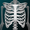 Bones Human 3D (anatomy) 