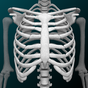 Bones Human 3D (anatomy) Simgesi