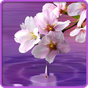Water Drop. Flowers and Leaves apk icon
