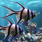 Ícone do O aquário real - HD