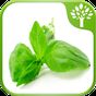 Home Remedies - Natural Cure APK