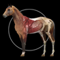 Ícone do Horse Anatomy: Equine 3D