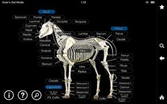 Horse Anatomy: Equine 3D screenshot apk 11
