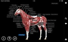 Скриншот 1 APK-версии Horse Anatomy: Equine 3D