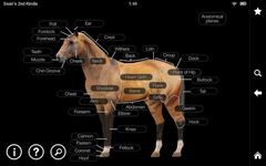 Скриншот 2 APK-версии Horse Anatomy: Equine 3D