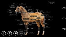 Horse Anatomy: Equine 3D screenshot apk 21