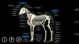 Horse Anatomy: Equine 3D screenshot apk 20