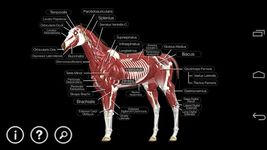 Скриншот 19 APK-версии Horse Anatomy: Equine 3D