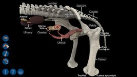 Horse Anatomy: Equine 3D screenshot apk 15