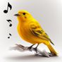 Bird Calls, Sounds & Ringtones