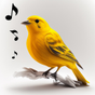 Biểu tượng Bird Calls, Sounds & Ringtones