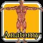Aprender anatomia humana niños apk icono