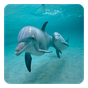 APK-иконка дельфины Живые Обои