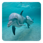 Delfines Fondo Animado apk icono