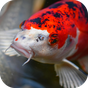 Иконка Japanese Koi Fish Wallpaper