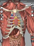 Скриншот 13 APK-версии 3D Bones and Organs (Anatomy)