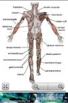 Immagine 1 di Human Anatomy