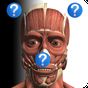 Icona Anatomy Quiz Free