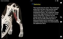 Dog Anatomy: Canine 3D screenshot apk 7