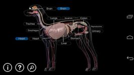 Dog Anatomy: Canine 3D screenshot apk 15