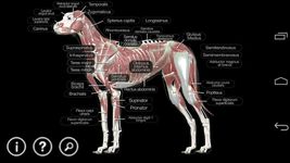 Dog Anatomy: Canine 3D screenshot apk 14