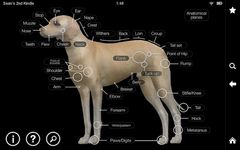 Dog Anatomy: Canine 3D screenshot apk 11