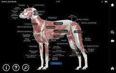 Dog Anatomy: Canine 3D screenshot apk 9